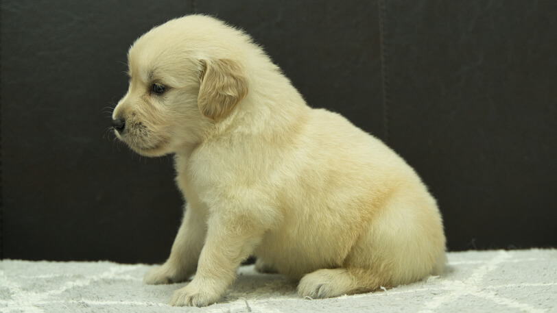 ゴールデンレトリーバーの子犬の写真No.202409075左側面10月5日現在