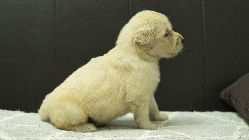 ゴールデンレトリーバーの子犬の写真No.202409076右側面10月5日現在