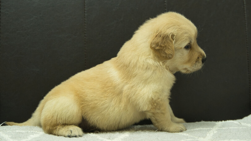 ゴールデンレトリーバーの子犬の写真No.202409072右側面10月5日現在