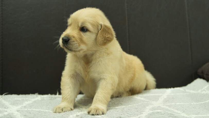 ゴールデンレトリーバーの子犬の写真No.202409072-4　10月5日現在