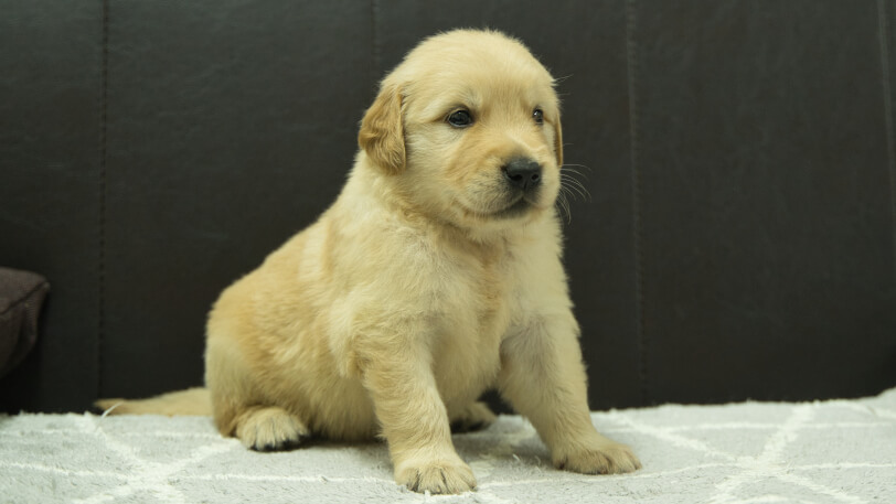 ゴールデンレトリーバーの子犬の写真No.202409072-5　10月5日現在