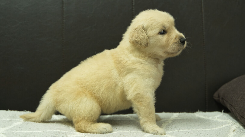 ゴールデンレトリーバーの子犬の写真No.202409074右側面10月5日現在