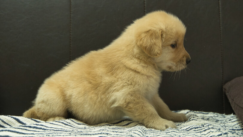 ゴールデンレトリーバーの子犬の写真No.202409033右側面10月11日現在