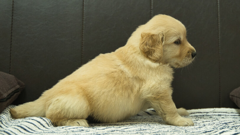 ゴールデンレトリーバーの子犬の写真No.202409072右側面10月11日現在