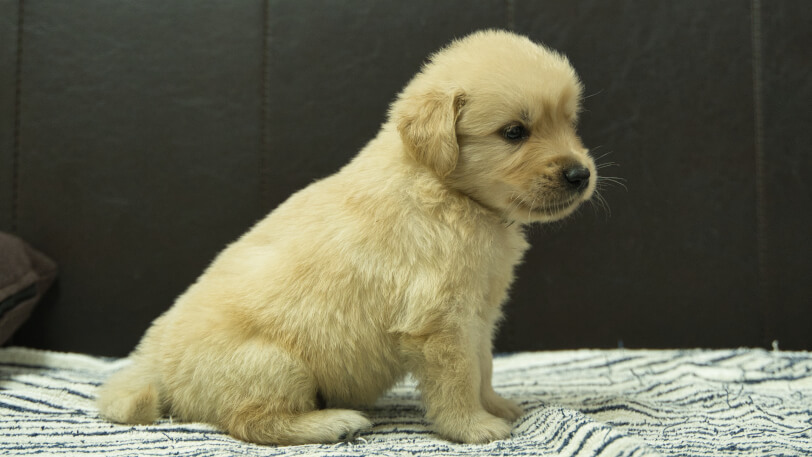 ゴールデンレトリーバーの子犬の写真No.202409073右側面10月11日現在