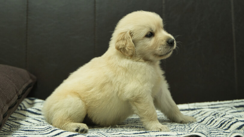 ゴールデンレトリーバーの子犬の写真No.202409075右側面10月11日現在