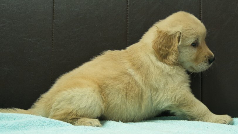 ゴールデンレトリーバーの子犬の写真No.202409072右側面10月17日現在