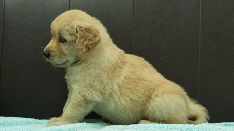 ゴールデンレトリーバーの子犬の写真No.202409072左側面10月17日現在