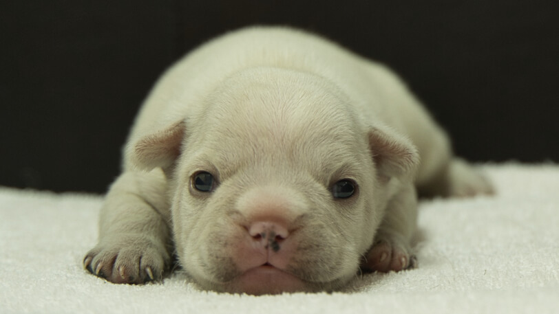 フレンチブルドッグ子犬の写真No.202412031正面12月15日現在