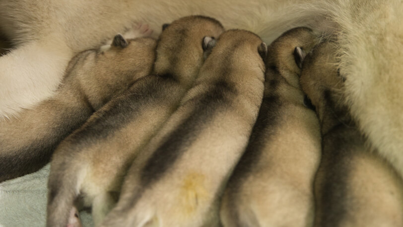 シベリアンハスキーの子犬2024年12月4日生まれ②