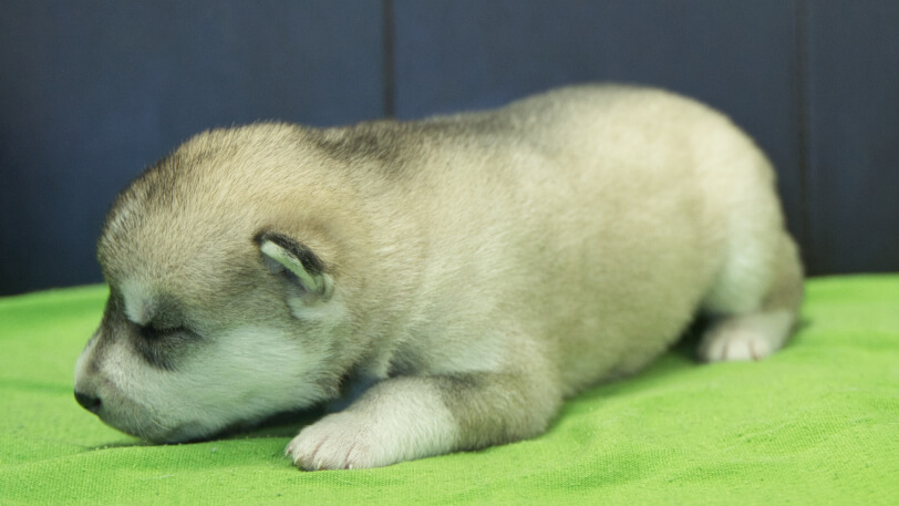 シベリアンハスキー子犬の写真No.202412041-4　12月17日現在