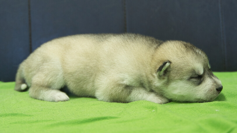 シベリアンハスキー子犬の写真No.202412041-5　12月17日現在