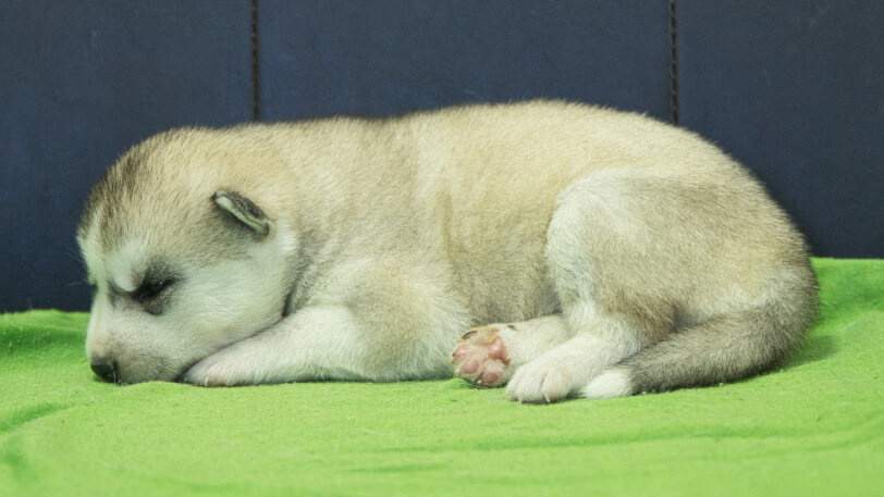 シベリアンハスキー子犬の写真No.202412045左側面12月17日現在