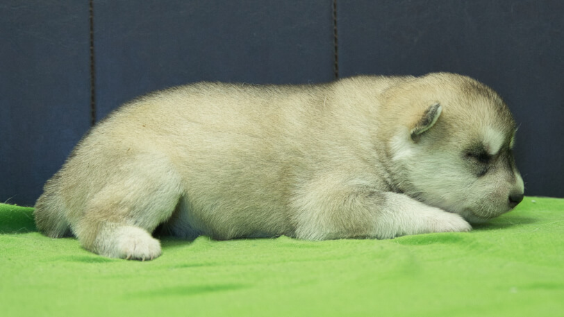 シベリアンハスキー子犬の写真No.202412046右側面12月17日現在