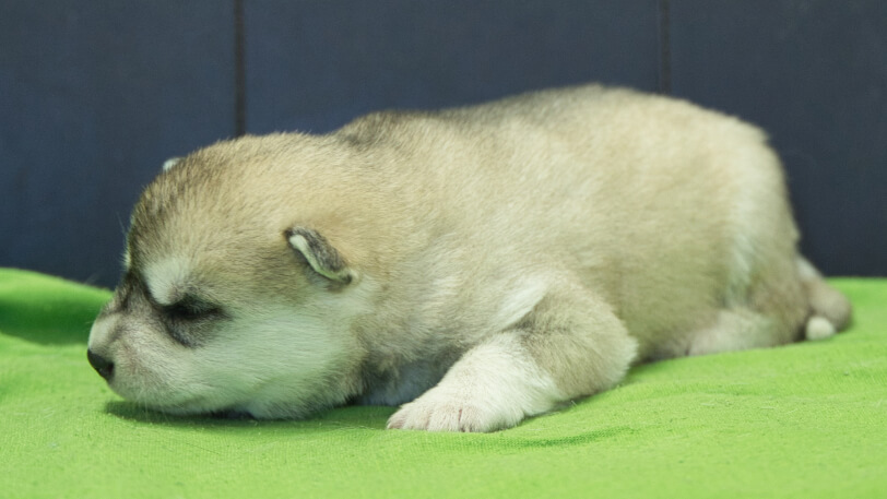 シベリアンハスキー子犬の写真No.202412046-4　12月17日現在