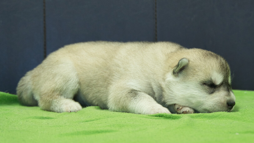 シベリアンハスキー子犬の写真No.202412046-5　12月17日現在