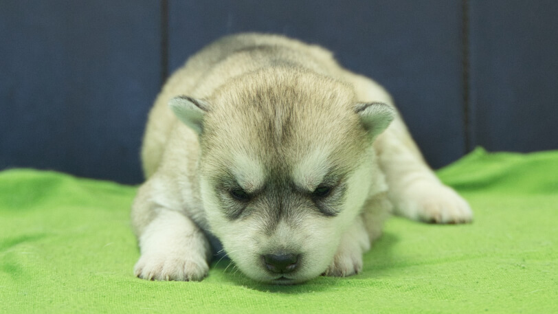 シベリアンハスキー子犬の写真No.202412046正面12月17日現在