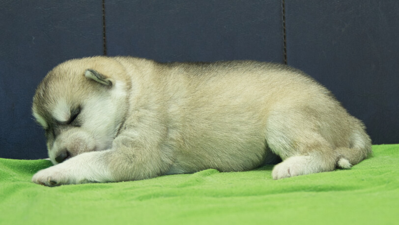 シベリアンハスキー子犬の写真No.202412046左側面12月17日現在