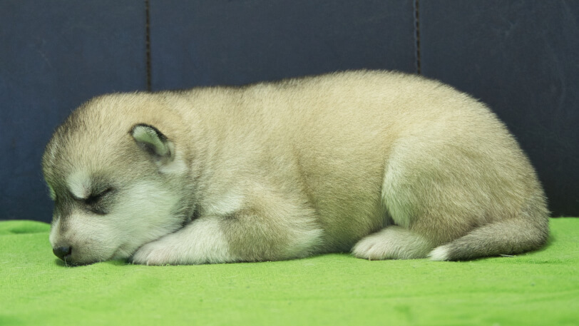 シベリアンハスキー子犬の写真No.202412041左側面12月17日現在