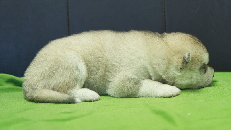 シベリアンハスキー子犬の写真No.202412042右側面12月17日現在