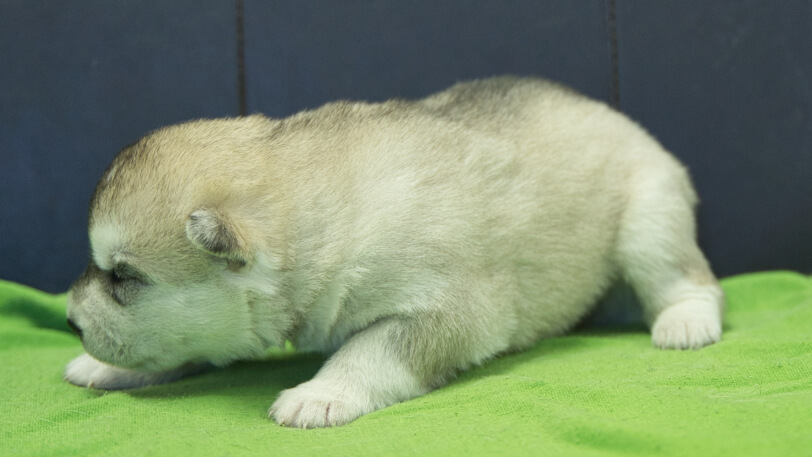 シベリアンハスキー子犬の写真No.202412042-4　12月17日現在