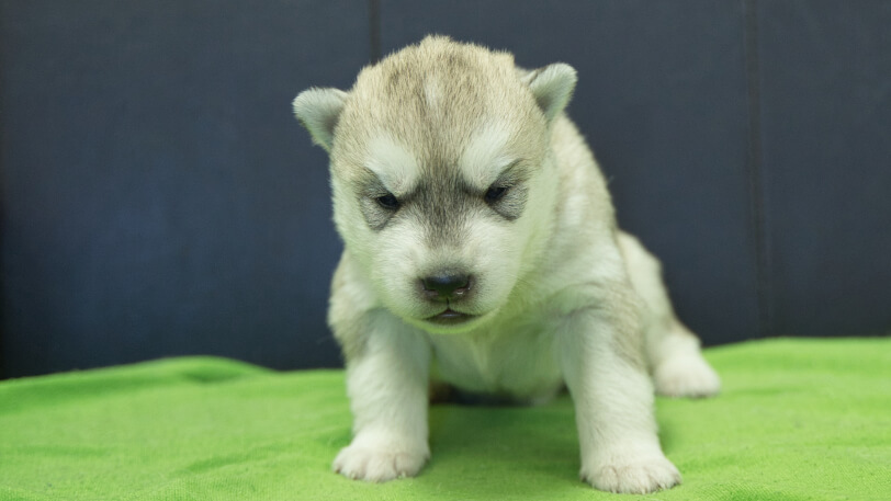 シベリアンハスキー子犬の写真No.202412042正面12月17日現在