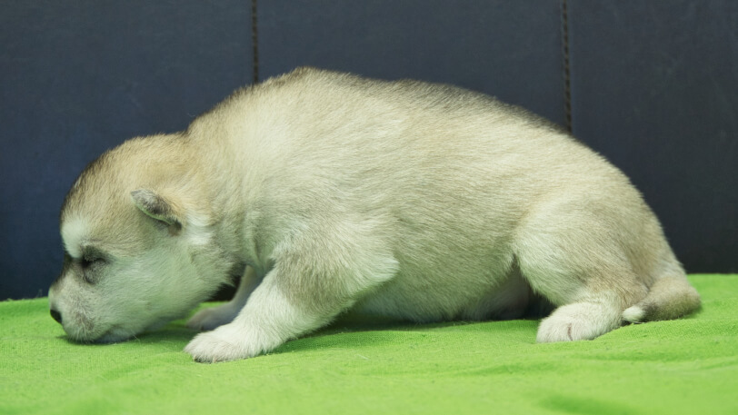 シベリアンハスキー子犬の写真No.202412042左側面12月17日現在