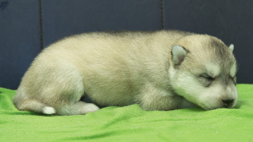 シベリアンハスキー子犬の写真No.202412043右側面12月17日現在