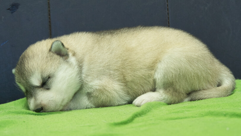 シベリアンハスキー子犬の写真No.202412043左側面12月17日現在