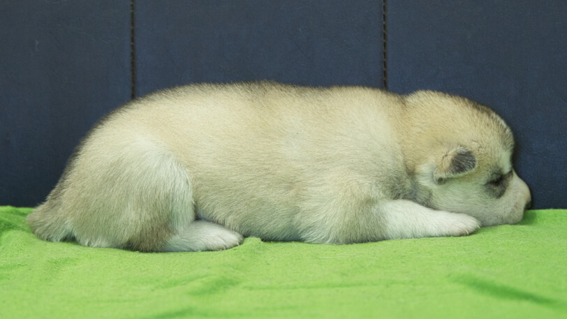 シベリアンハスキー子犬の写真No.202412044右側面12月17日現在