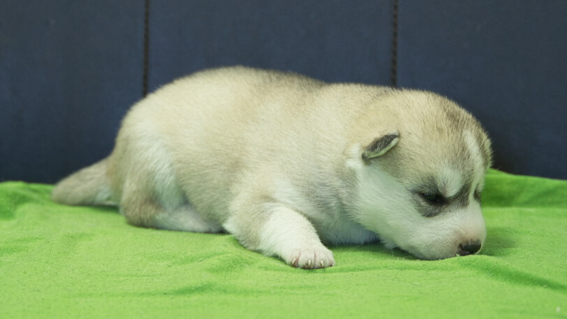 シベリアンハスキー子犬の写真No.202412044-5　12月17日現在