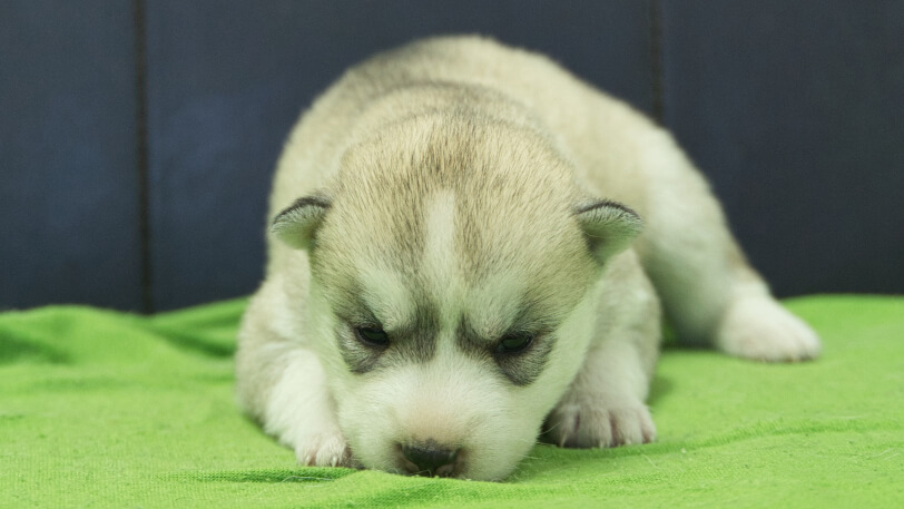 シベリアンハスキー子犬の写真No.202412044正面12月17日現在