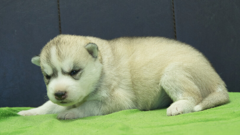 シベリアンハスキー子犬の写真No.202412044左側面12月17日現在