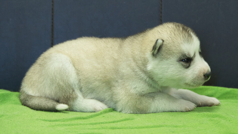 シベリアンハスキー子犬の写真No.202412045右側面12月17日現在