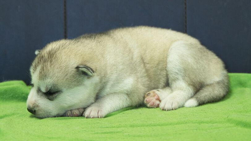 シベリアンハスキー子犬の写真No.202412045-4　12月17日現在