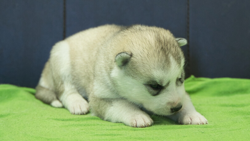 シベリアンハスキー子犬の写真No.202412045-5　12月17日現在