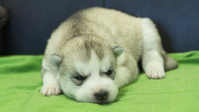 シベリアンハスキー子犬の写真No.202412045正面12月17日現在