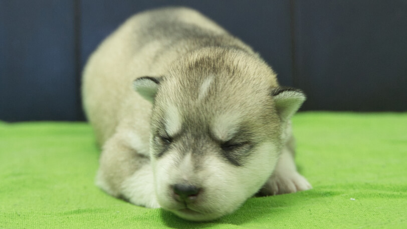 シベリアンハスキー子犬の写真No.202412041正面12月17日現在