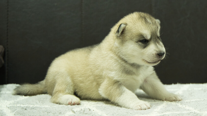 シベリアンハスキー子犬の写真No.202412041-5　12月21日現在