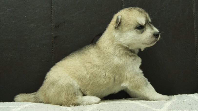 シベリアンハスキー子犬の写真No.202412046右側面12月21日現在