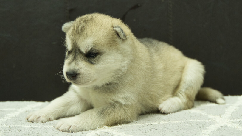 シベリアンハスキー子犬の写真No.202412046-4　12月21日現在