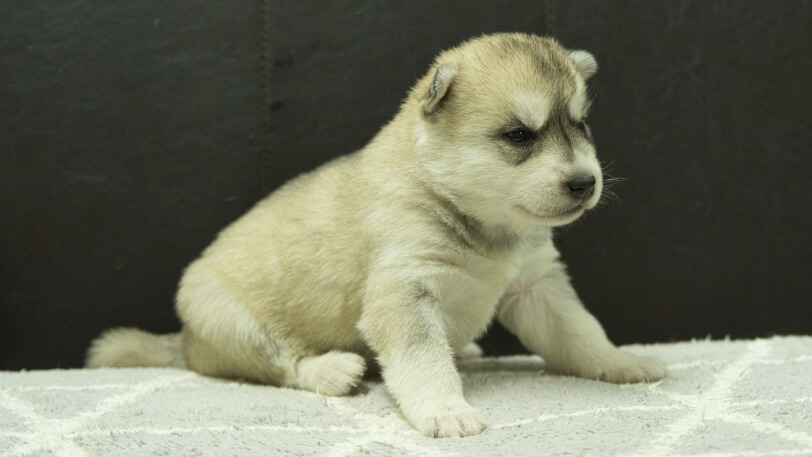 シベリアンハスキー子犬の写真No.202412046-5　12月21日現在