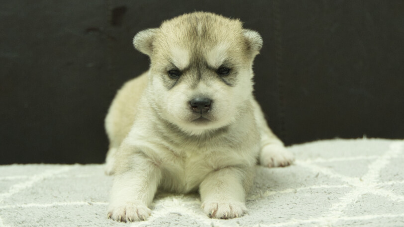 シベリアンハスキー子犬の写真No.202412046正面12月21日現在