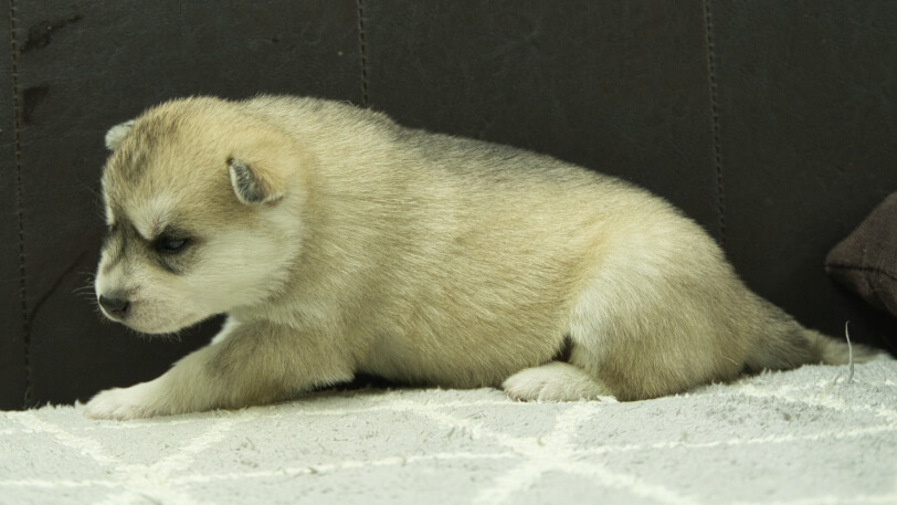 シベリアンハスキー子犬の写真No.202412046左側面12月21日現在