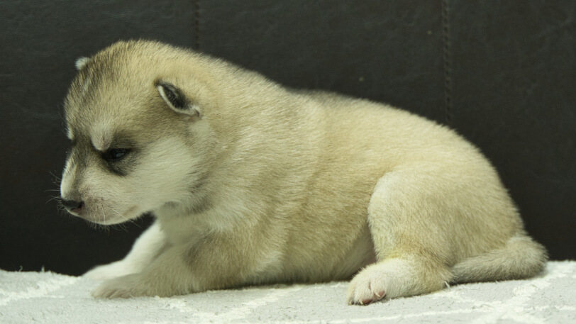 シベリアンハスキー子犬の写真No.202412041左側面12月21日現在