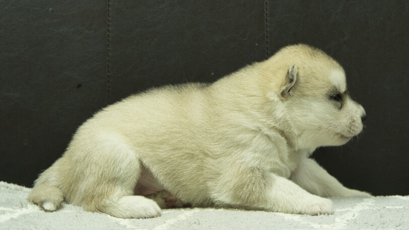 シベリアンハスキー子犬の写真No.202412042右側面12月21日現在