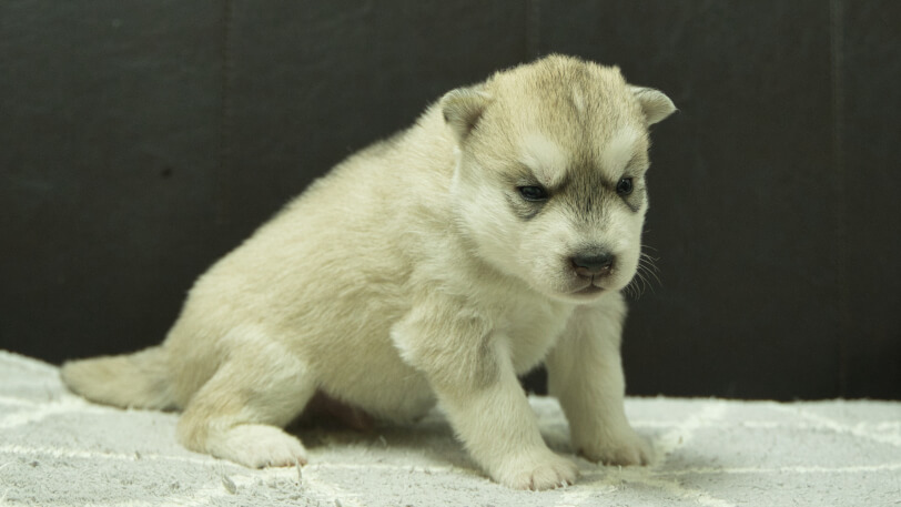 シベリアンハスキー子犬の写真No.202412042-5　12月21日現在