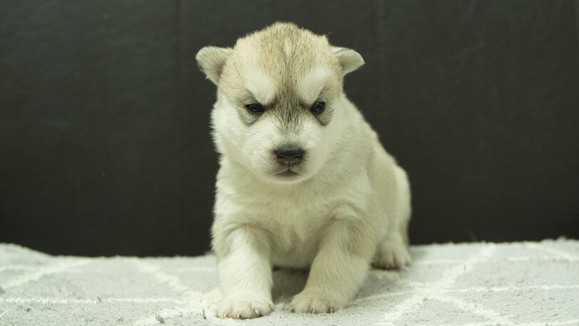 シベリアンハスキー子犬の写真No.202412042正面12月21日現在