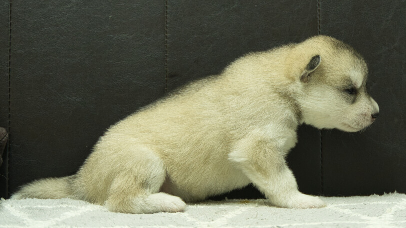 シベリアンハスキー子犬の写真No.202412043右側面12月21日現在