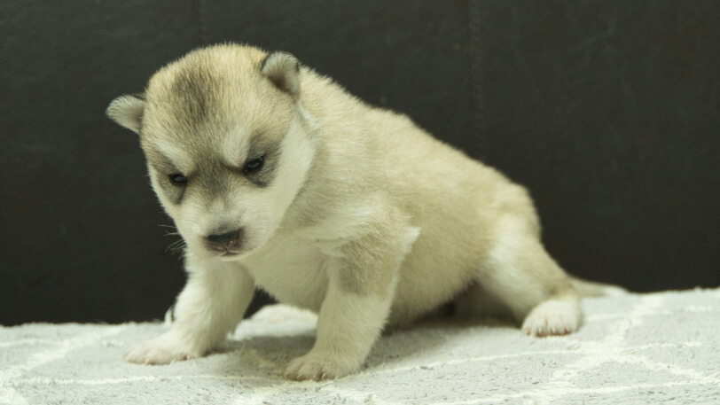 シベリアンハスキー子犬の写真No.202412043-4　12月21日現在